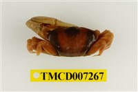 藏品(弧邊管招潮蟹)的圖片